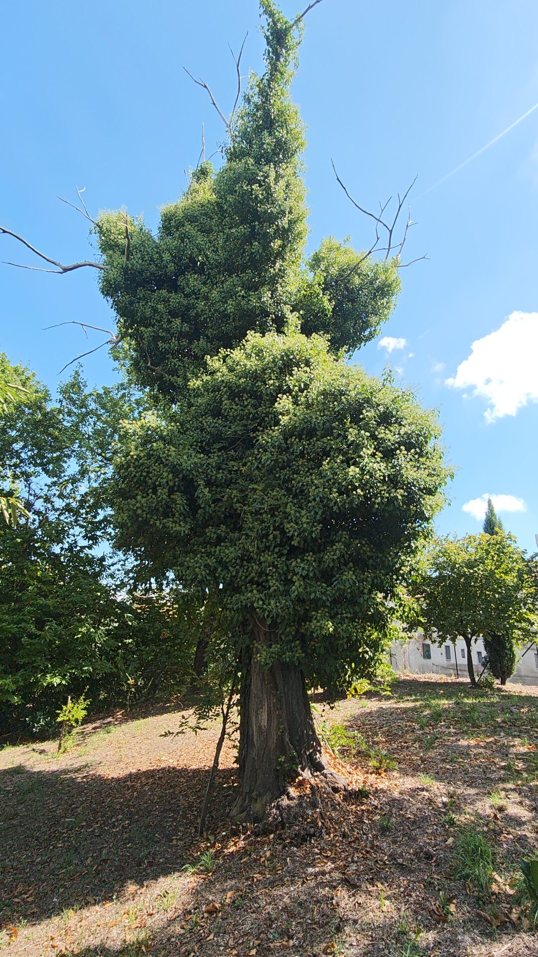 Miele di Castagno - immagine 6