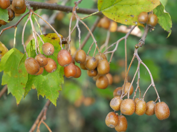 kiwi1