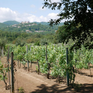Programma di Adozione