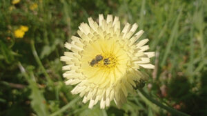 impollinatore api fiore