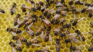 impollinatori api