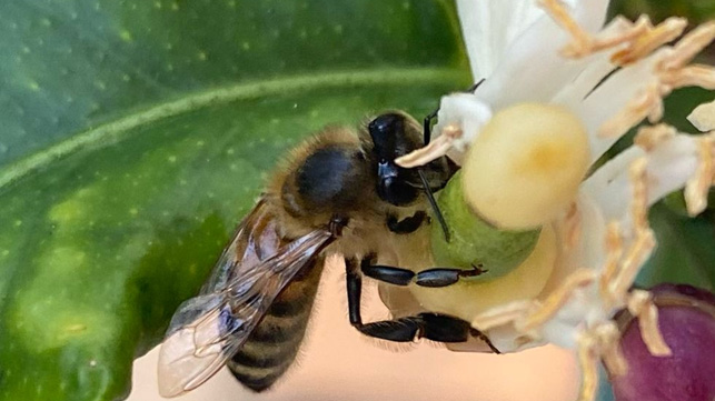 impollinatori