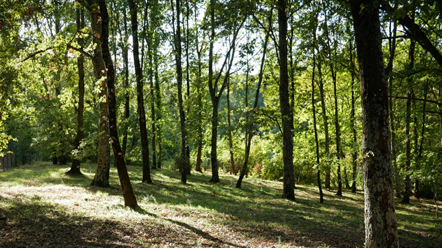 passeggiata in natura alberi