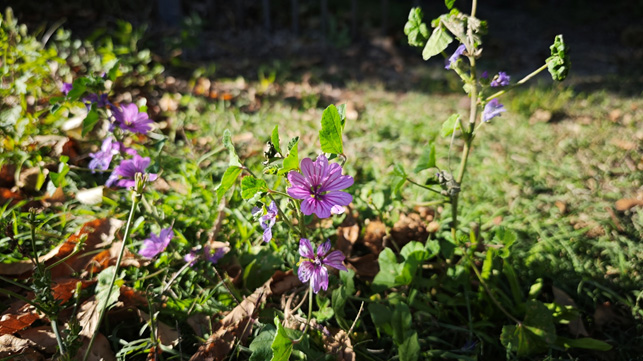 percorsi sensoriali fiori
