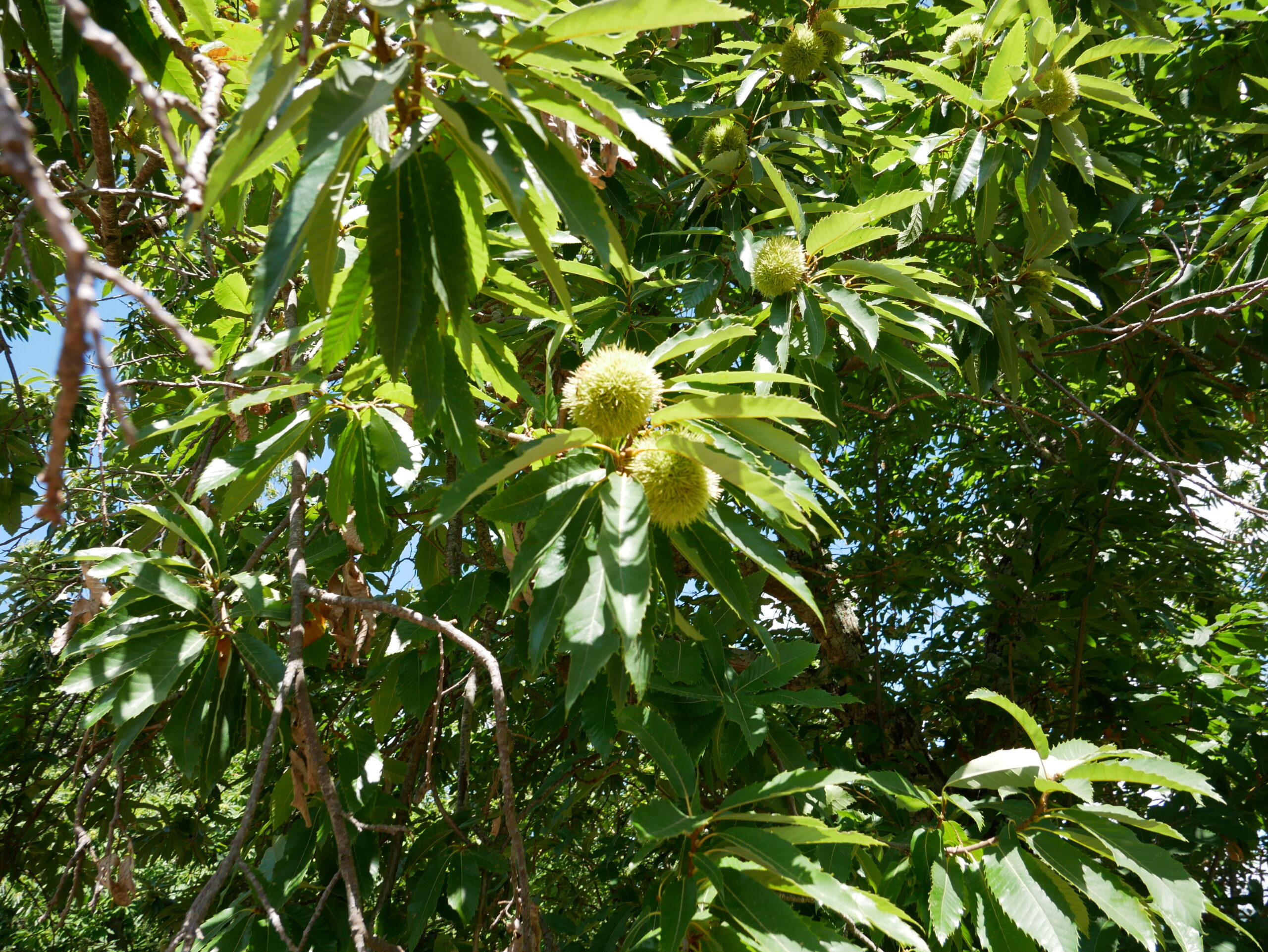P1110609
