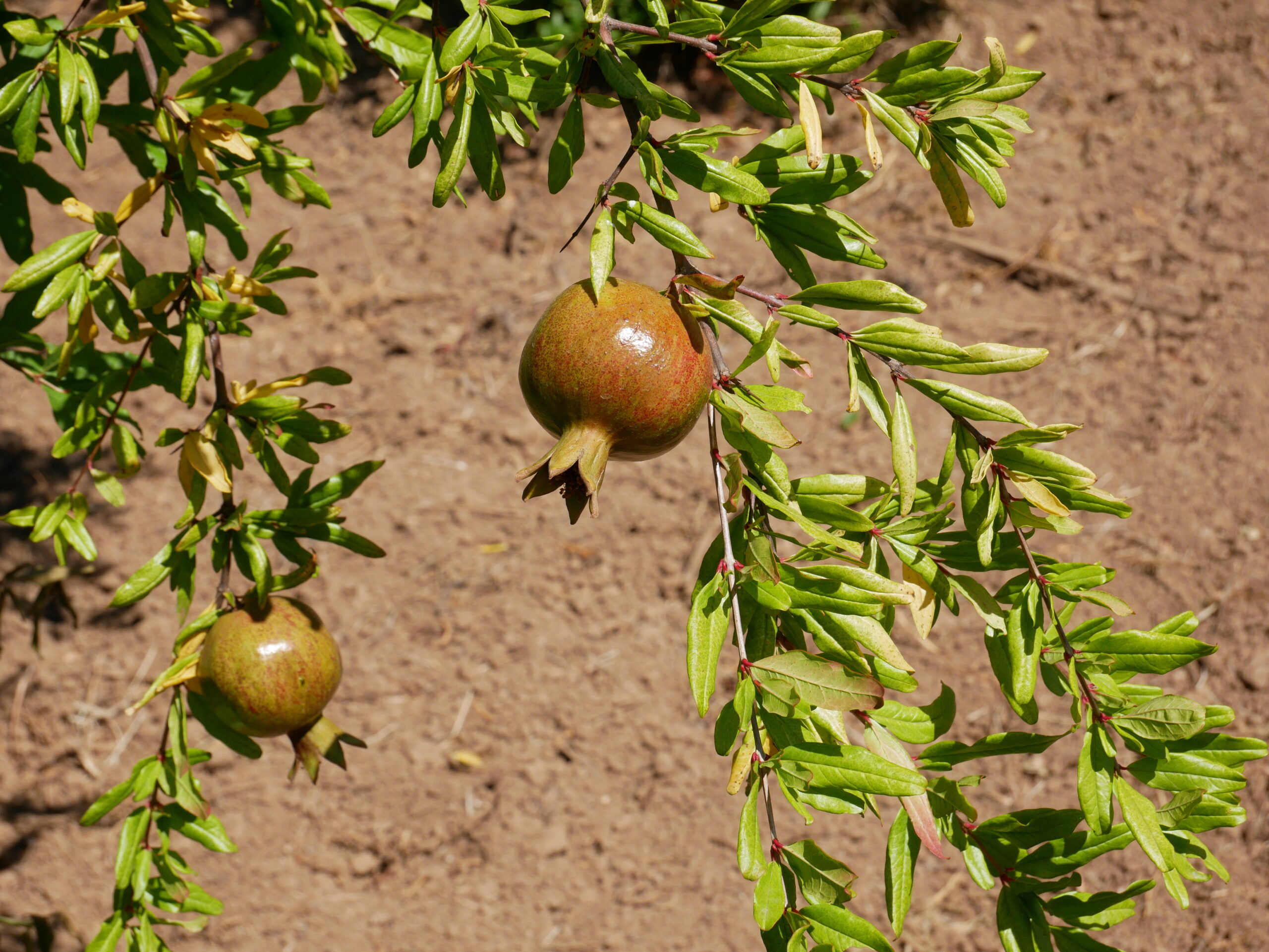 P1110681